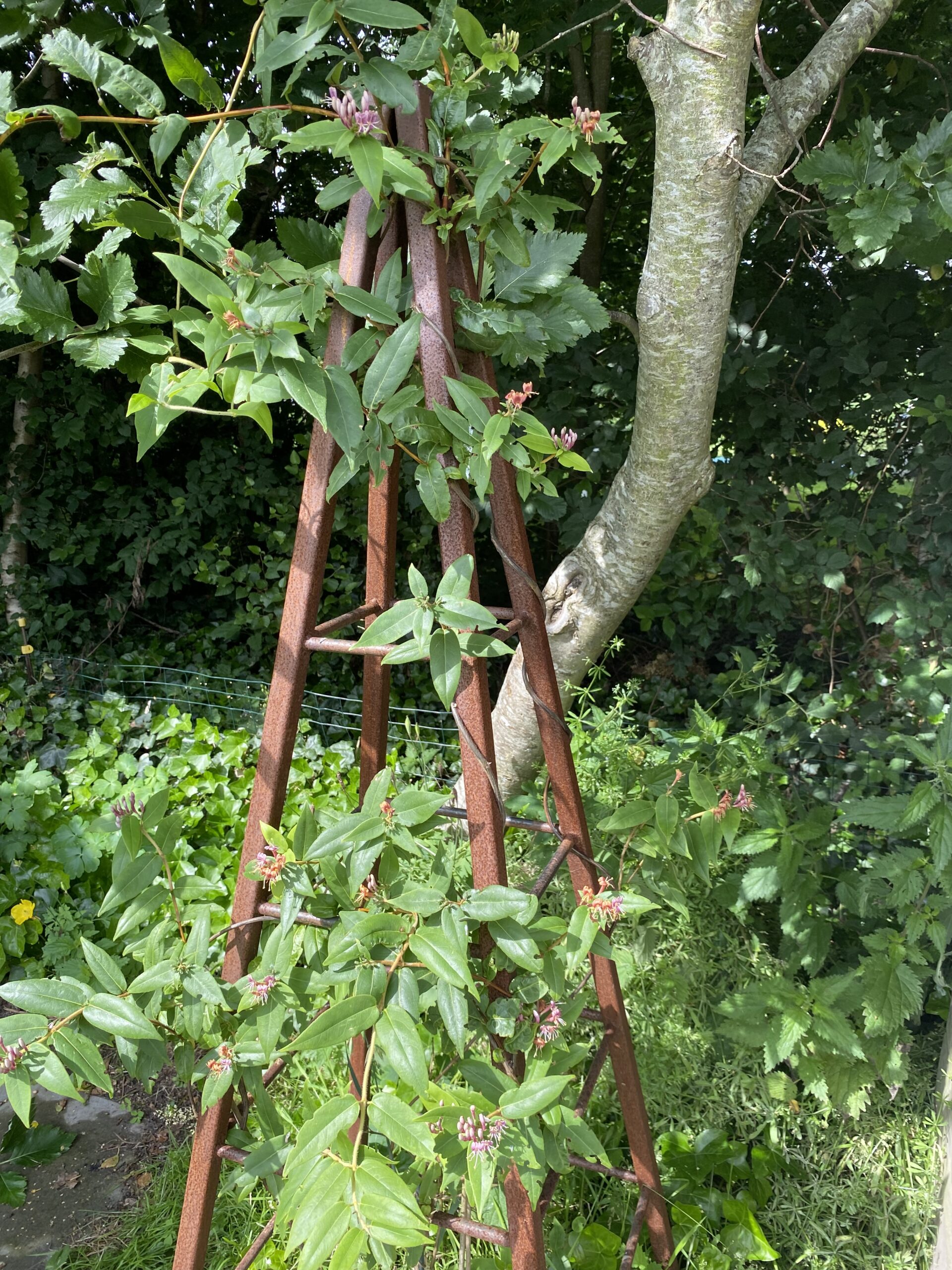 Havens pyramide lille - Billede 5