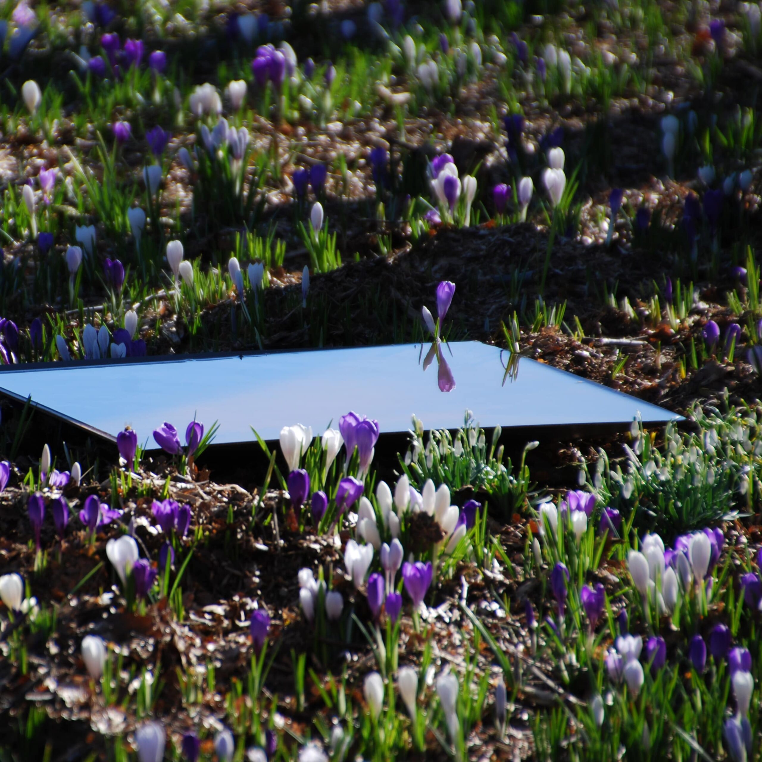 Firkantet sort spejlbassin – Stor