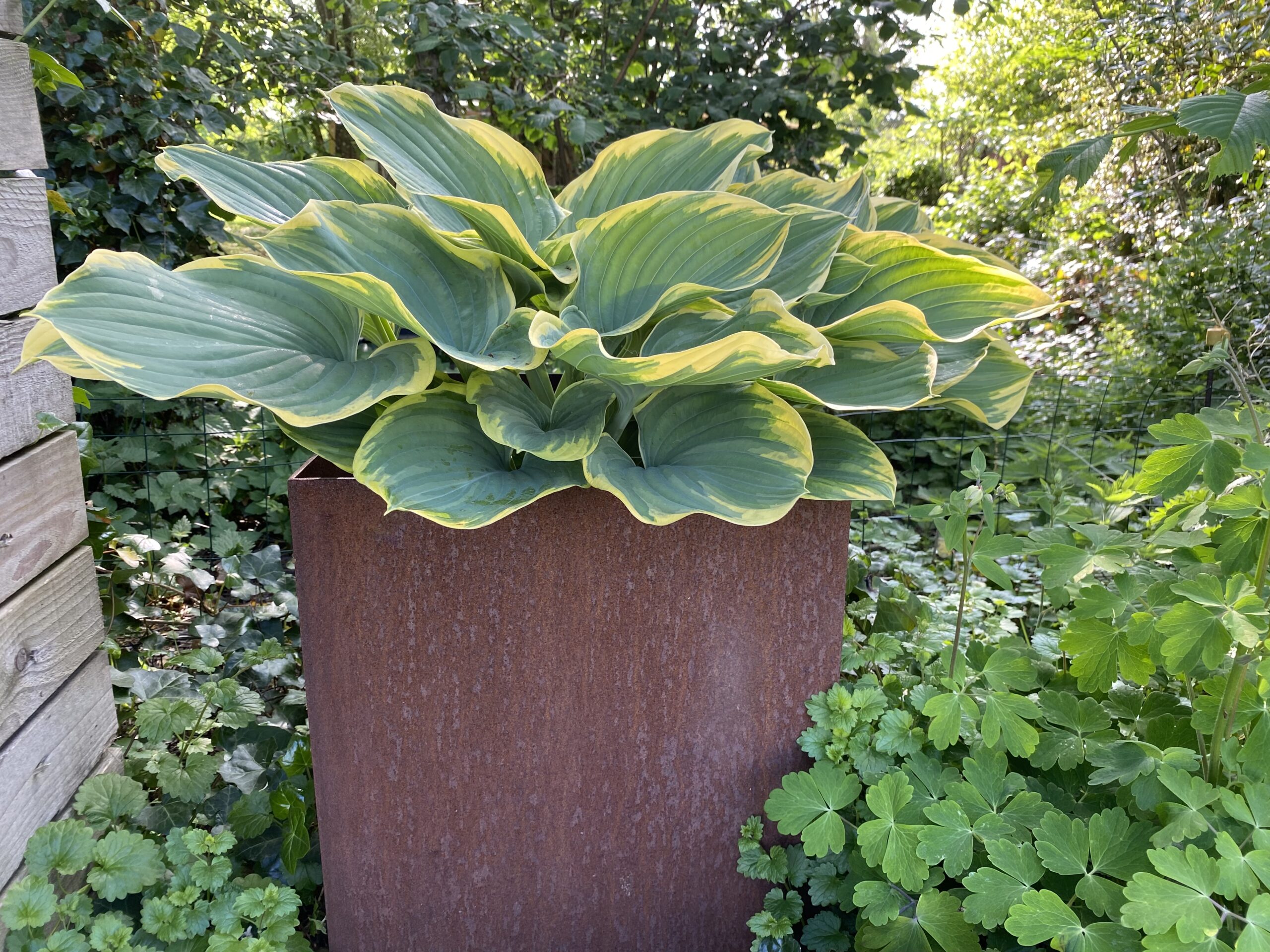 Højbede uden bund i 3 mm råjern