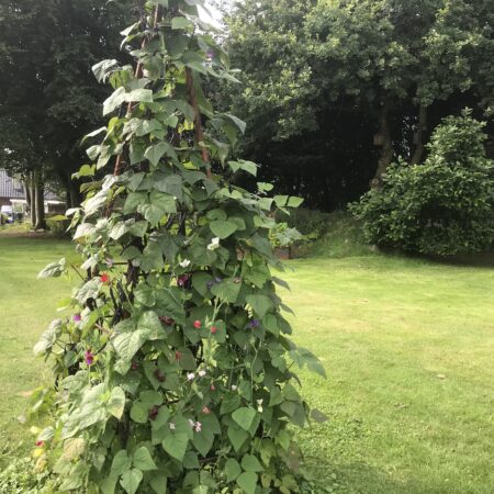 Havens pyramide stor