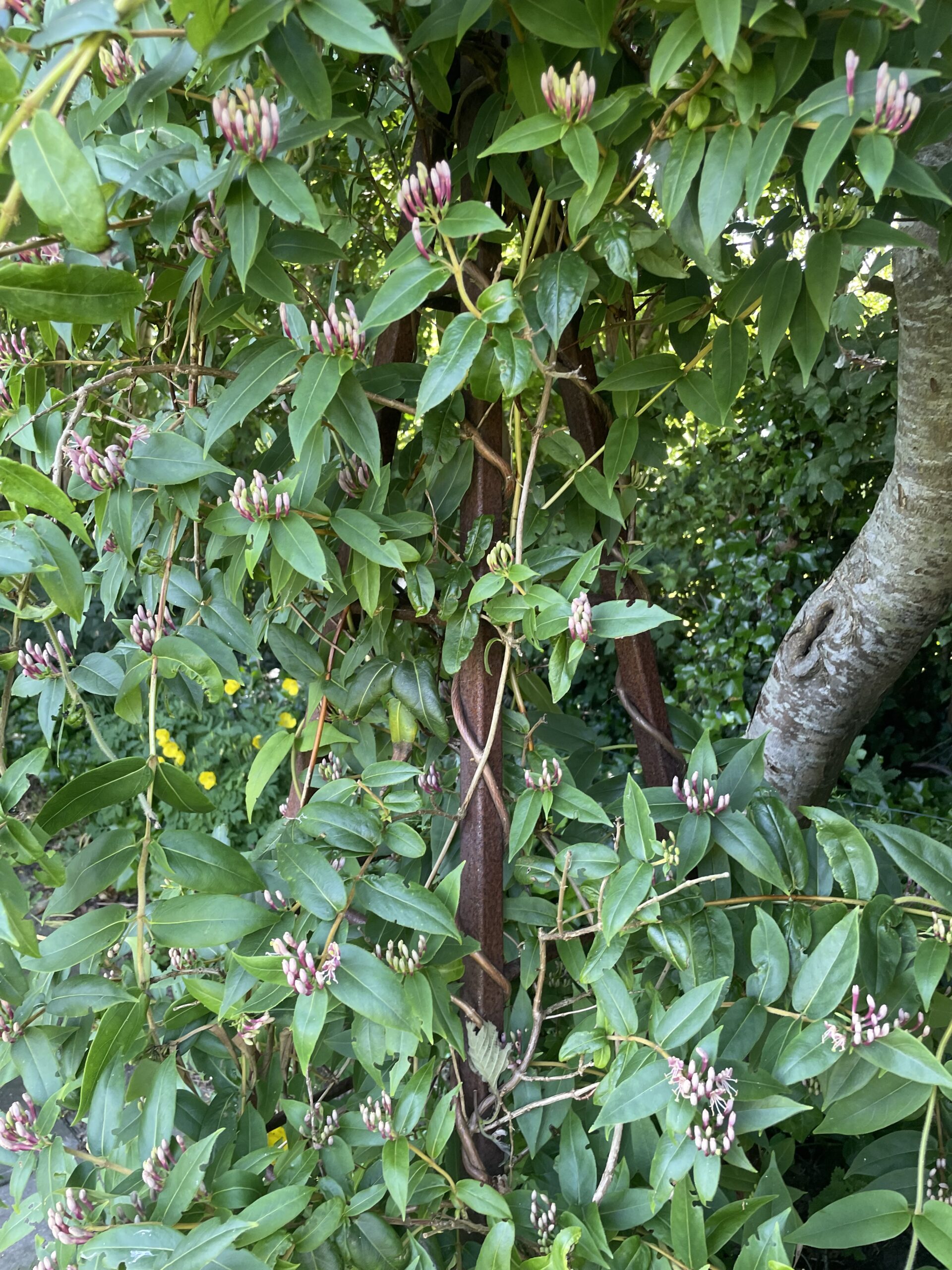 Havens pyramide lille - Billede 2