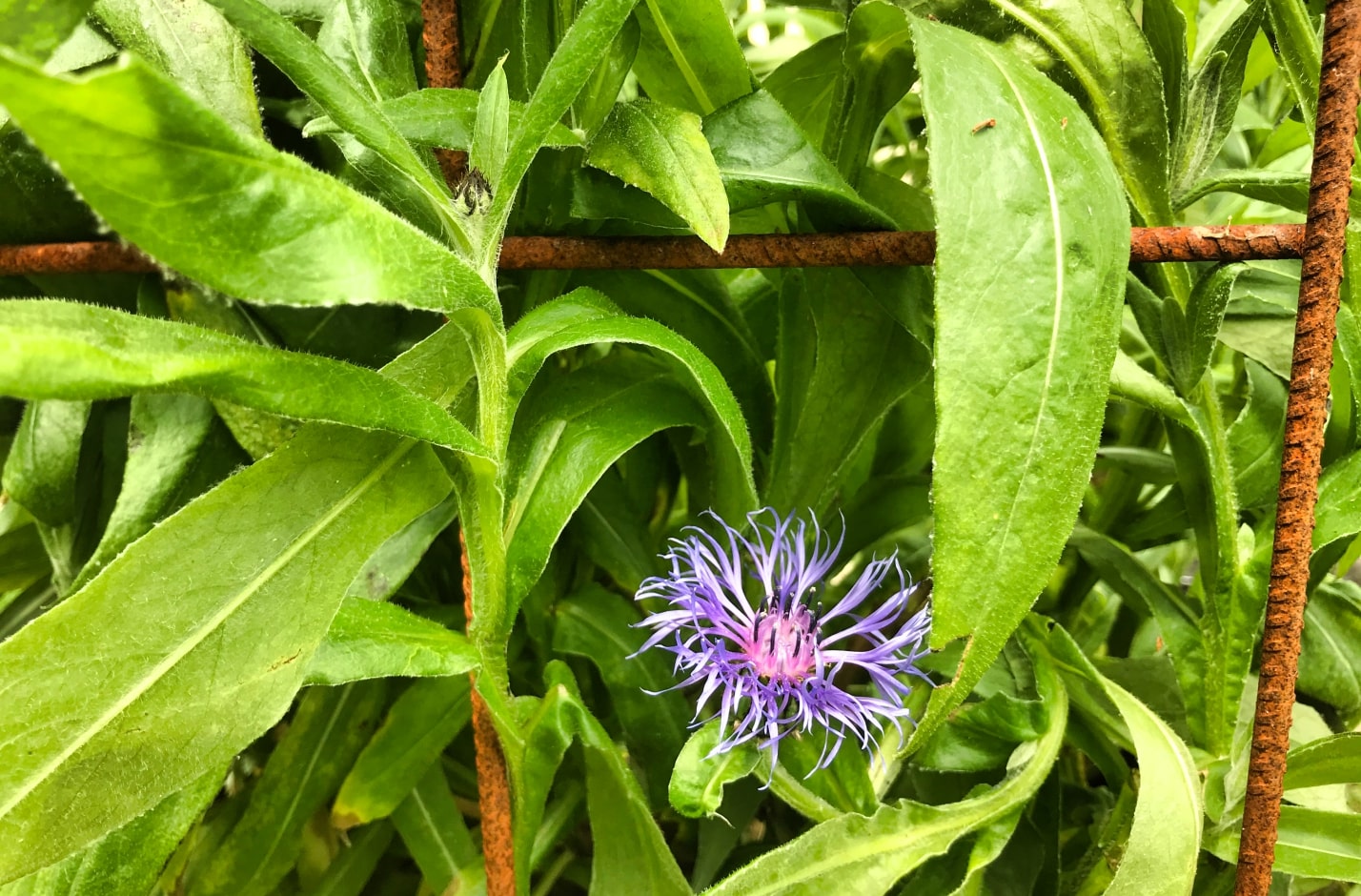 Staudeholder 2x3 - Billede 2