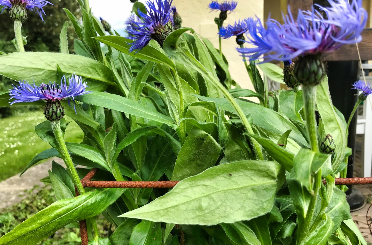 Staudeholder 2x3 - Billede 3